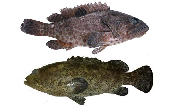 石斑魚